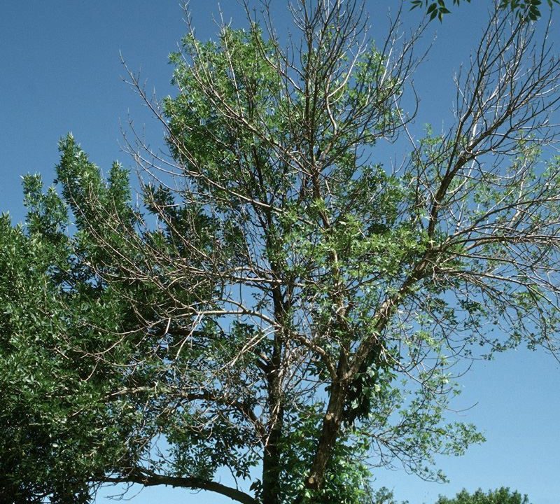 EAB Infested Ash Tree