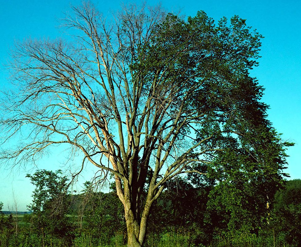 EAB Infested Ash Tree